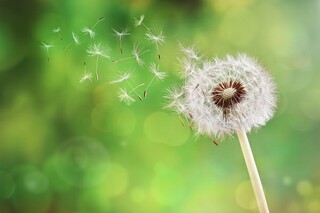 菊花诗句（杨万里的菊花诗句）