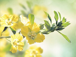 立夏祝福语（立秋祝福语简短）
